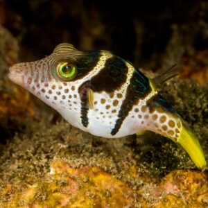 Black-saddled toby among reef algae, three-quarter profile, Bunaken, North Sulawesi, Indonesia