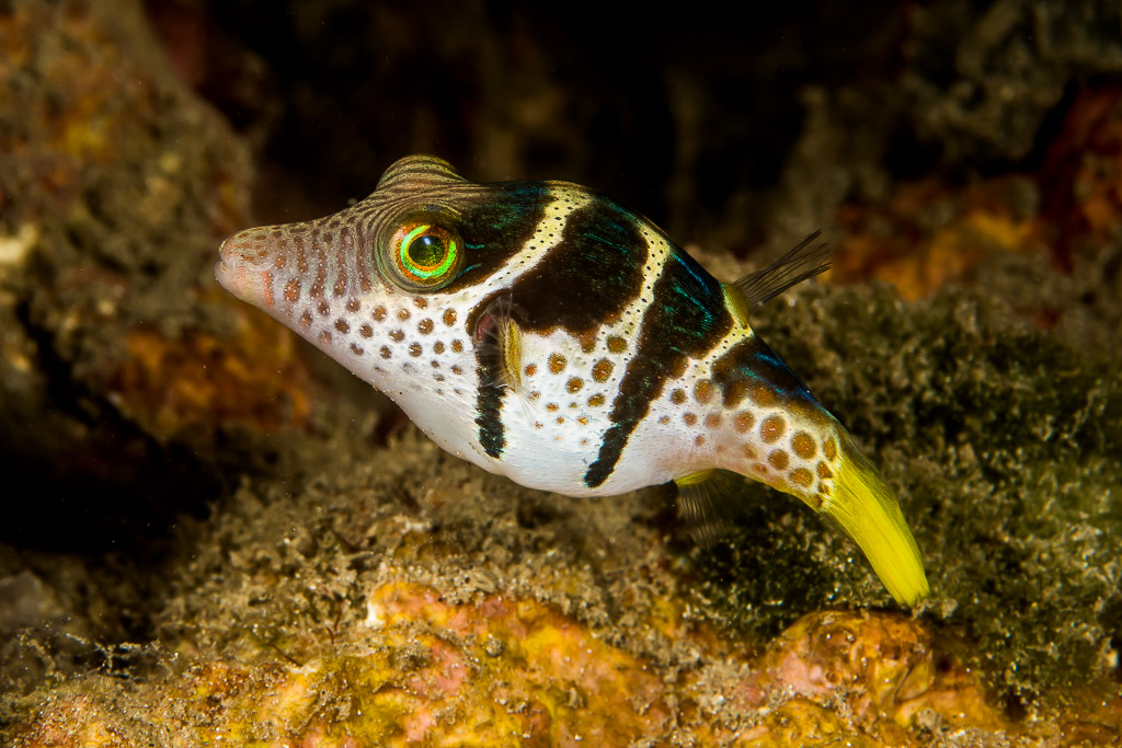 Black-saddled toby among reef algae, three-quarter profile, Bunaken, North Sulawesi, Indonesia