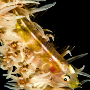 Wire coral goby on its whip coral host with extended polyps, black background, Bunaken, North Sulawesi, Indonesia