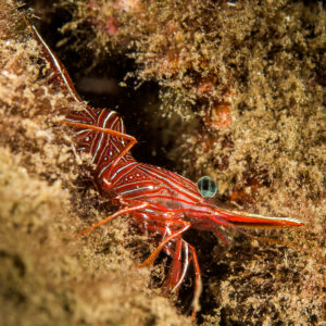 Dancing shrimp emerging from an algae-covered reef crevice, Bunaken, North Sulawesi, Indonesia