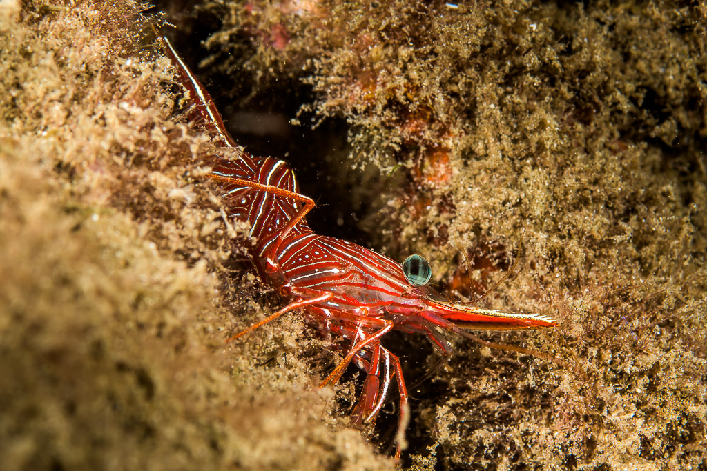 Dancing shrimp emerging from an algae-covered reef crevice, Bunaken, North Sulawesi, Indonesia
