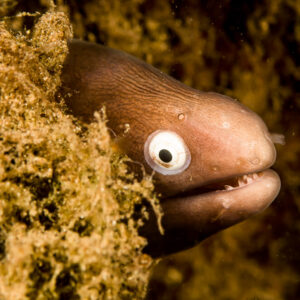 White-eyed moray peering out of an algae-covered reef, Bunaken, North Sulawesi, Indonesia