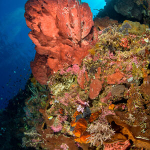 Coral wall with large red sponge and sunburst, vertical frame, Bunaken, North Sulawesi, Indonesia
