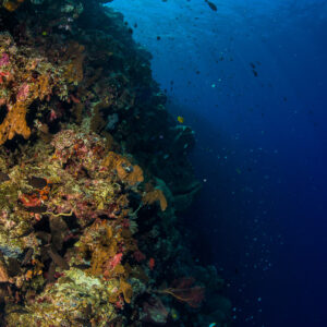Tombant récifal plongeant dans le bleu profond avec des poissons, format vertical, Bunaken, Sulawesi du Nord, Indonésie