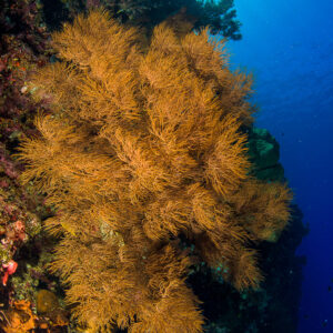 Grande colonie buissonnante dorée sur un tombant devant le bleu profond, Bunaken, Sulawesi du Nord, Indonésie