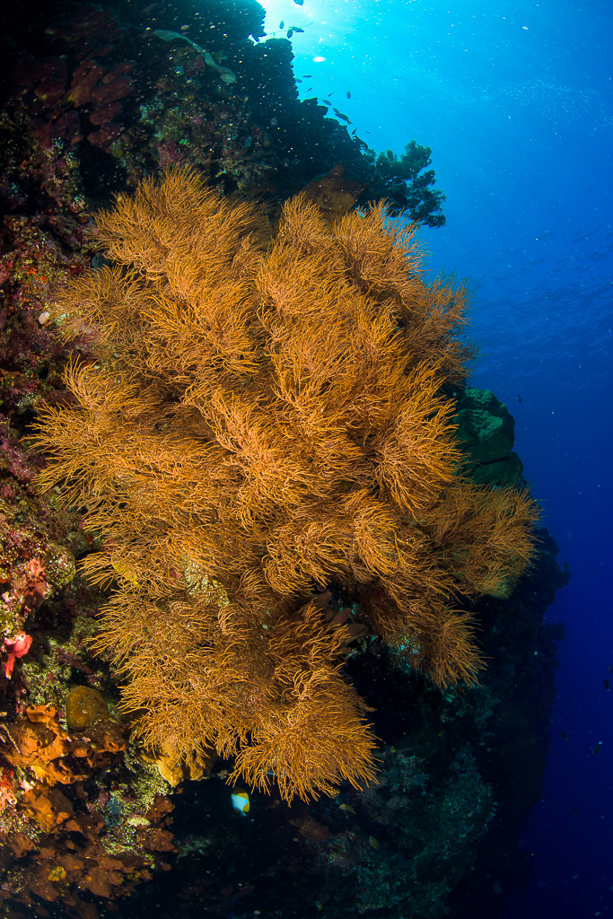 Grande colonie buissonnante dorée sur un tombant devant le bleu profond, Bunaken, Sulawesi du Nord, Indonésie