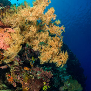 Colonie buissonnante dorée sur un tombant sous un soleil éclatant, format vertical, Bunaken, Sulawesi du Nord, Indonésie