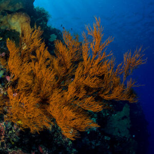 Branches de gorgone orange sur un tombant avec rayons de soleil, Bunaken, Sulawesi du Nord, Indonésie