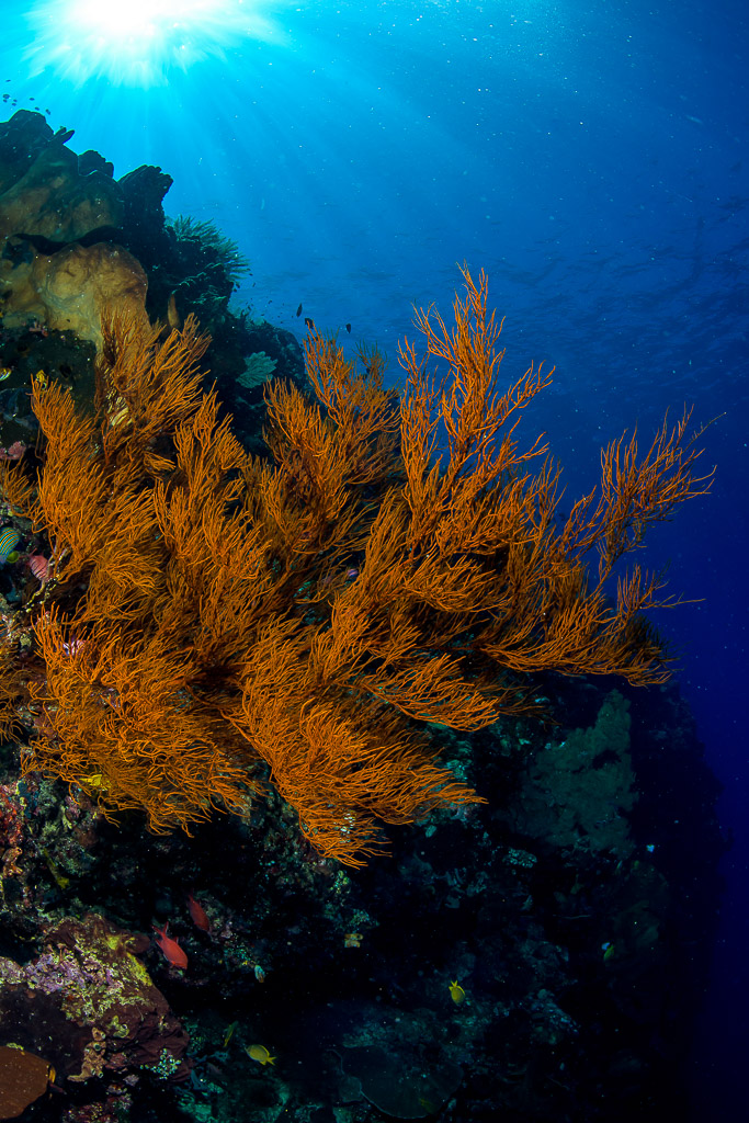 Branches de gorgone orange sur un tombant avec rayons de soleil, Bunaken, Sulawesi du Nord, Indonésie