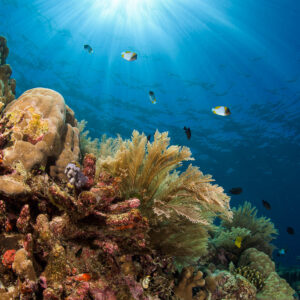 Coral reef slope with sunburst and reef fish in open water, Bunaken, North Sulawesi, Indonesia