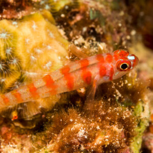 Candycane pygmygoby with red bars resting on encrusted coral, Bunaken, North Sulawesi, Indonesia