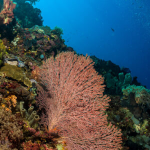 Gorgone rose sur un tombant sous la lumière bleue de la surface, format vertical, Bunaken, Sulawesi du Nord, Indonésie