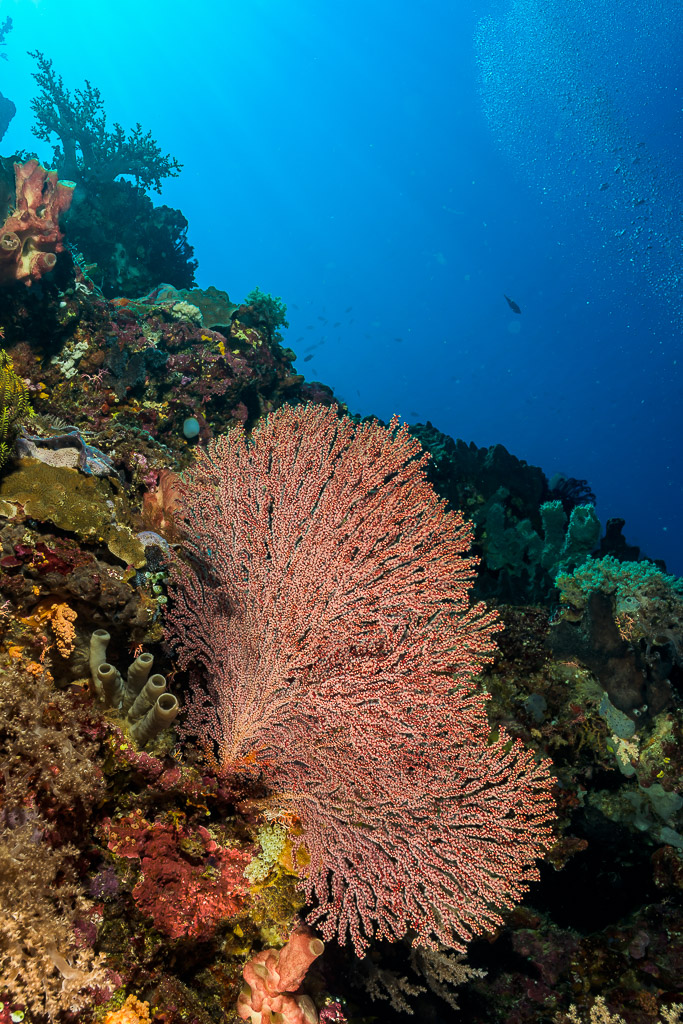 Pink sea fan on a reef wall below blue surface light, vertical, Bunaken, North Sulawesi, Indonesia