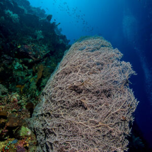 Grande gorgone lilas sur un tombant, soleil au-dessus, format vertical, Bunaken, Sulawesi du Nord, Indonésie