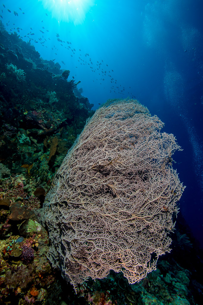 Grande gorgone lilas sur un tombant, soleil au-dessus, format vertical, Bunaken, Sulawesi du Nord, Indonésie