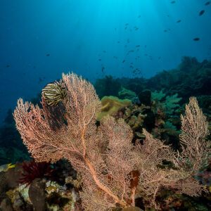 Gorgones roses sur le récif sous un soleil éclatant, format vertical, Bunaken, Sulawesi du Nord, Indonésie