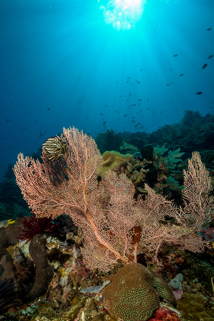 Gorgones roses sur le récif sous un soleil éclatant, format vertical, Bunaken, Sulawesi du Nord, Indonésie