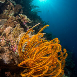 Comatule orange sur un tombant récifal avec soleil éclatant, format vertical, Bunaken, Sulawesi du Nord, Indonésie