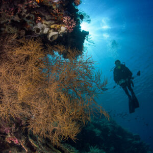 Plongeur derrière une colonie buissonnante dorée sur un tombant récifal, Bunaken, Sulawesi du Nord, Indonésie