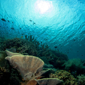 Récif peu profond avec coraux cuir et soleil à travers la surface, Bunaken, Sulawesi du Nord, Indonésie