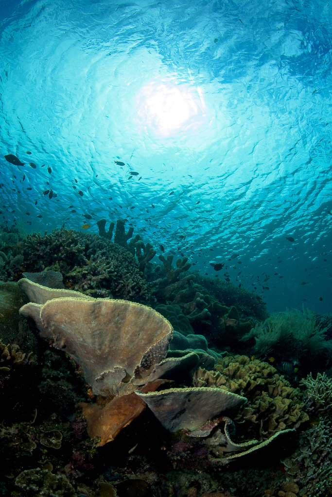 Récif peu profond avec coraux cuir et soleil à travers la surface, Bunaken, Sulawesi du Nord, Indonésie