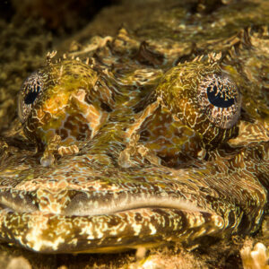 Poisson crocodile de face, yeux couverts de lobes en dentelle, Bunaken, Sulawesi du Nord, Indonésie