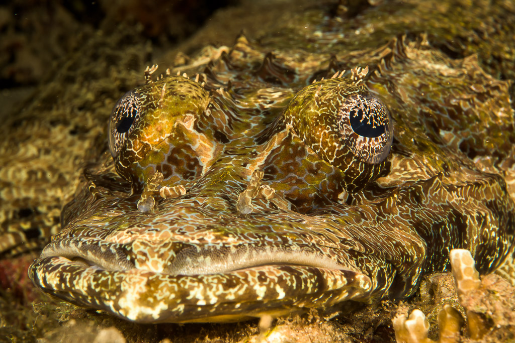 Crocodile flathead head-on, eyes covered by lacy lappets, Bunaken, North Sulawesi, Indonesia