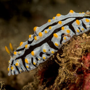 Varicose phyllidia nudibranch on red sponge, yellow-capped tubercles, Bunaken, North Sulawesi, Indonesia