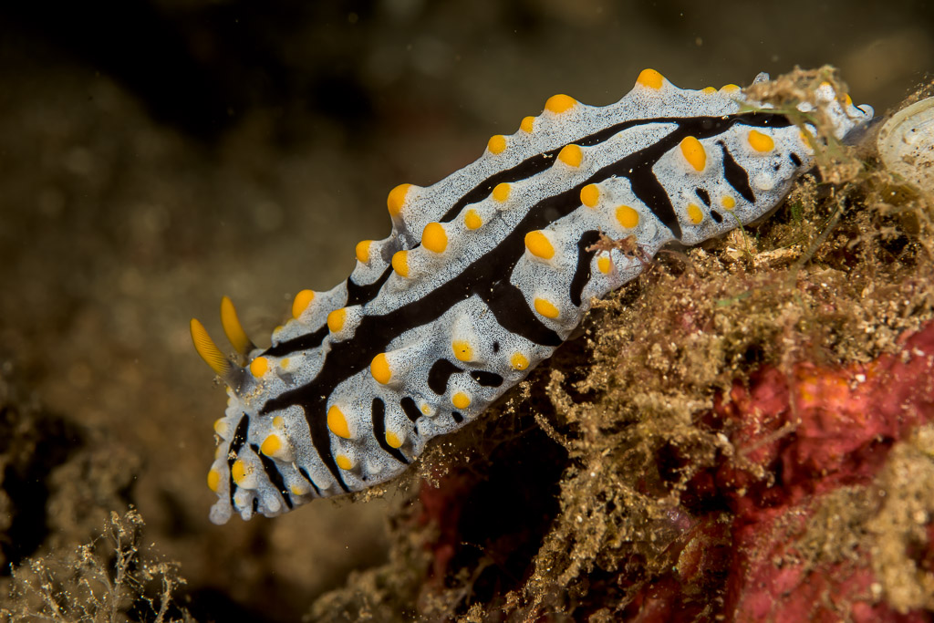 Varicose phyllidia nudibranch on red sponge, yellow-capped tubercles, Bunaken, North Sulawesi, Indonesia