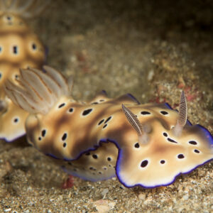 Two Tryon’s hypselodoris nudibranchs crawling in tandem on sand, Bunaken, North Sulawesi, Indonesia