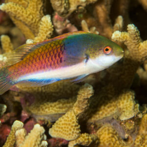 Bluesided fairy wrasse swimming among branching corals, Bunaken, North Sulawesi, Indonesia