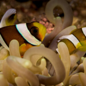 Deux poissons-clowns de Clark parmi les tentacules à bulbes d’une anémone, Bunaken, Sulawesi du Nord, Indonésie