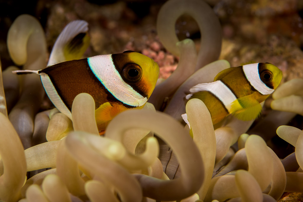 Two Clark’s anemonefish among bulb-tipped anemone tentacles, Bunaken, North Sulawesi, Indonesia