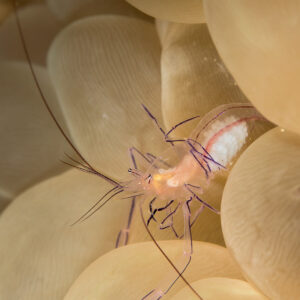 Bubble coral shrimp on bubble coral vesicles, vertical, Bunaken, North Sulawesi, Indonesia