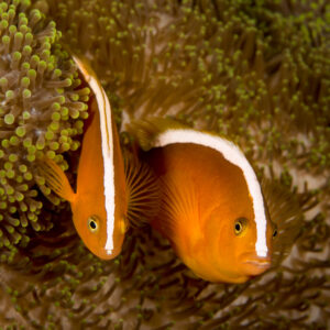 Deux poissons-clowns mouffettes orange dans leur anémone, Bunaken, Sulawesi du Nord, Indonésie