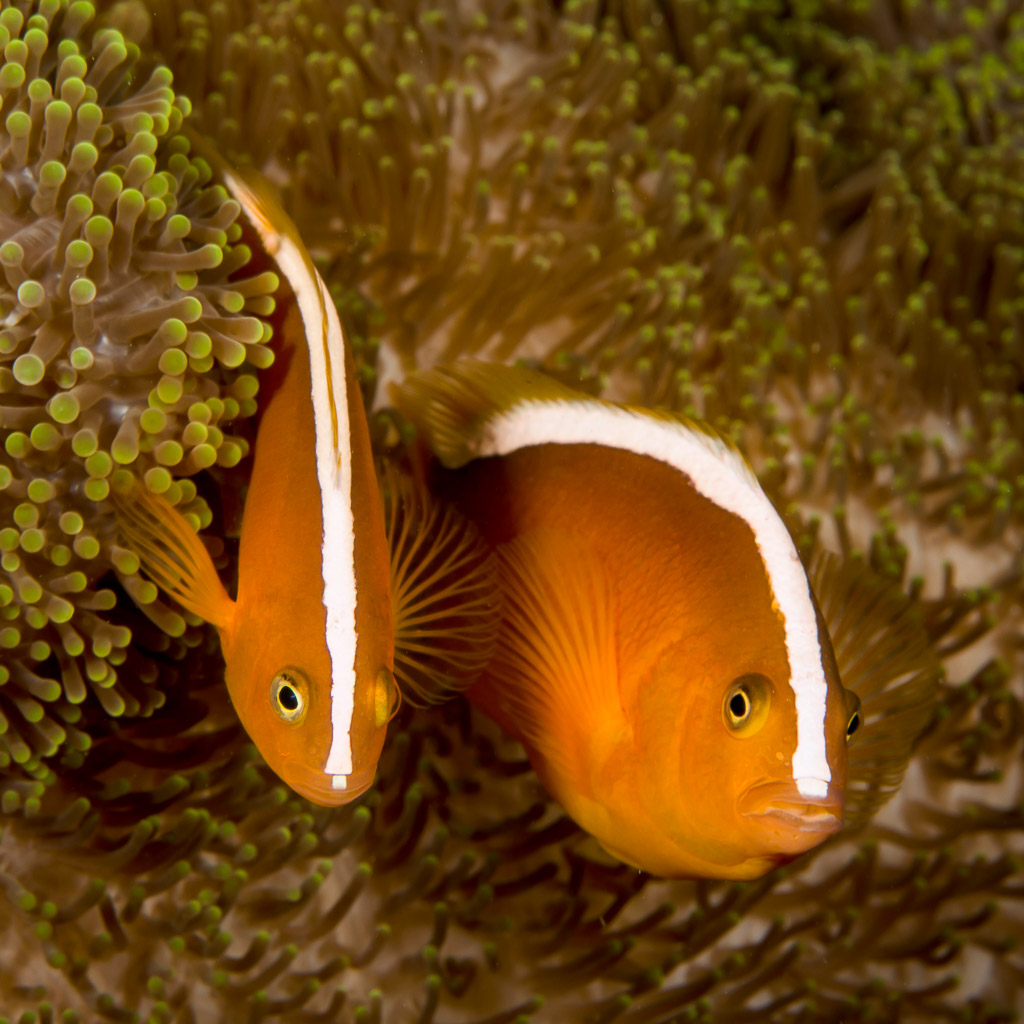 Two orange skunk anemonefish in their anemone, Bunaken, North Sulawesi, Indonesia