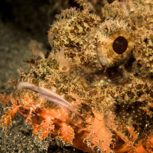 Tasseled scorpionfish head close-up on dark sand, Bunaken, North Sulawesi, Indonesia