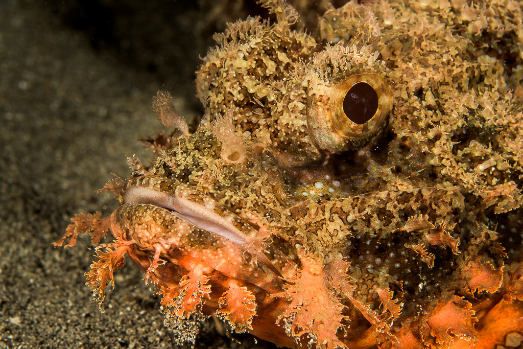 Tasseled scorpionfish head close-up on dark sand, Bunaken, North Sulawesi, Indonesia