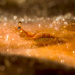 Translucent shrimp carrying eggs on an orange surface, Bunaken, North Sulawesi, Indonesia