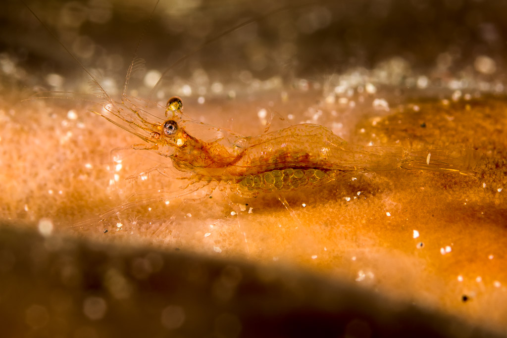 Translucent shrimp carrying eggs on an orange surface, Bunaken, North Sulawesi, Indonesia