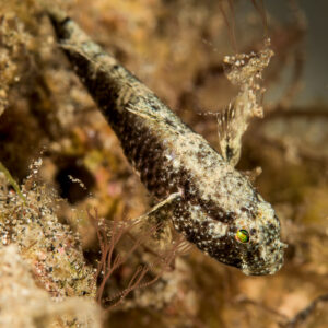 Gobie moucheté posé tête en bas parmi hydraires et algues, Bunaken, Sulawesi du Nord, Indonésie
