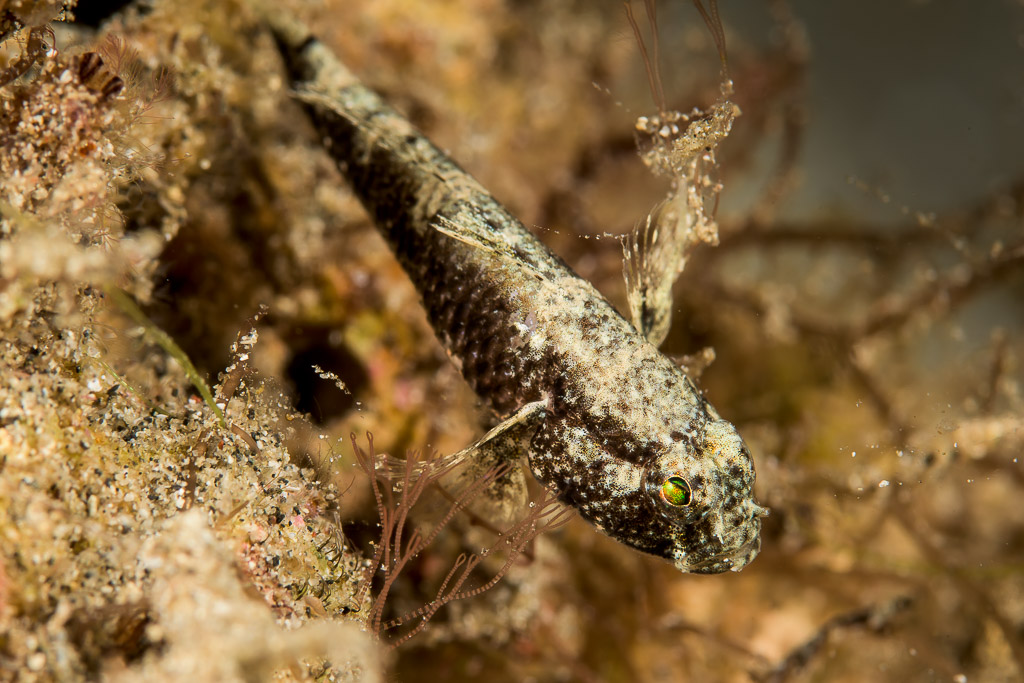 Speckled goby resting head down among hydroids and algae, Bunaken, North Sulawesi, Indonesia
