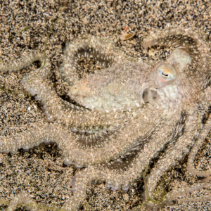White-V octopus spread out on dark sand with coiled arms, Bunaken, North Sulawesi, Indonesia