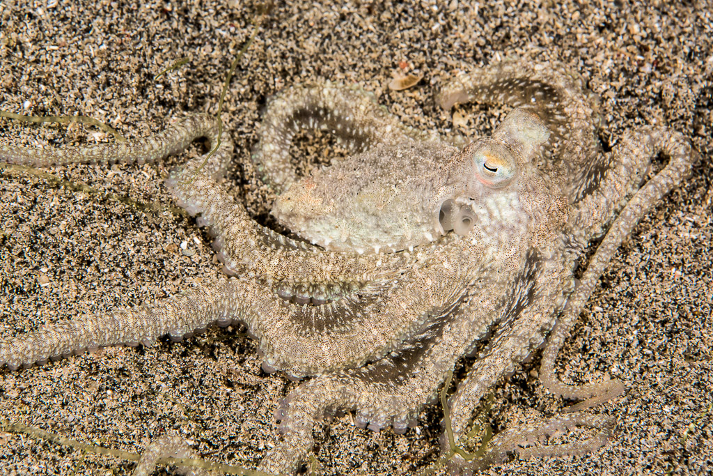 White-V octopus spread out on dark sand with coiled arms, Bunaken, North Sulawesi, Indonesia