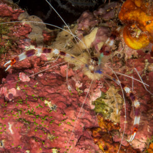 Banded coral shrimp on red encrusted reef, long white antennae, Bunaken, North Sulawesi, Indonesia