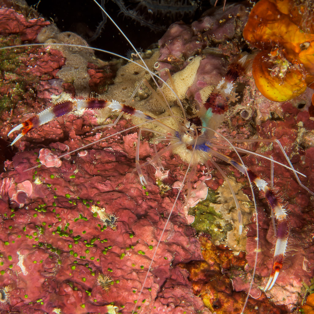 Banded coral shrimp on red encrusted reef, long white antennae, Bunaken, North Sulawesi, Indonesia