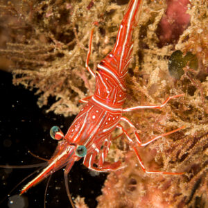 Crevette danseuse rouge sur récif couvert d’algues, format vertical, Bunaken, Sulawesi du Nord, Indonésie