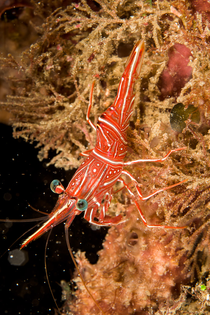 Red dancing shrimp on algae-covered reef, vertical frame, Bunaken, North Sulawesi, Indonesia