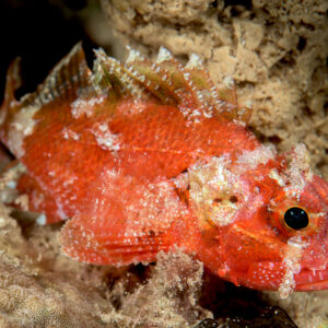 Juvenile red scorpionfish camouflaged against an encrusted reef, Bunaken, North Sulawesi, Indonesia