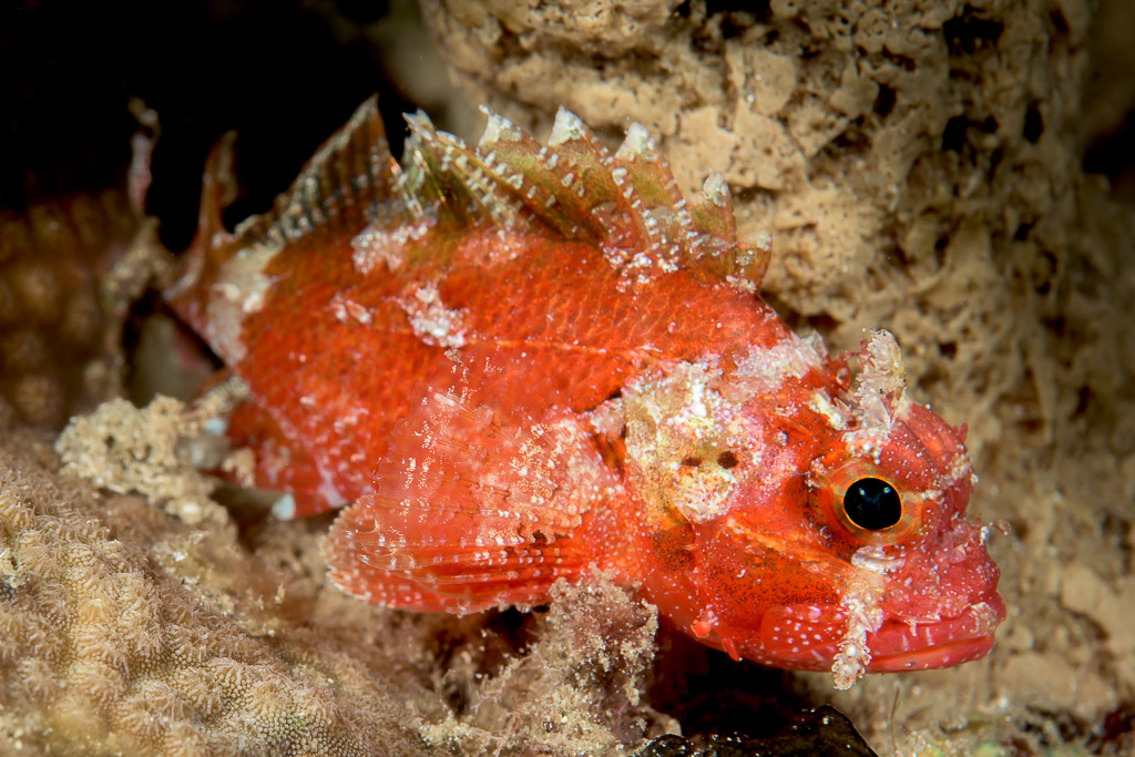 Juvenile red scorpionfish camouflaged against an encrusted reef, Bunaken, North Sulawesi, Indonesia